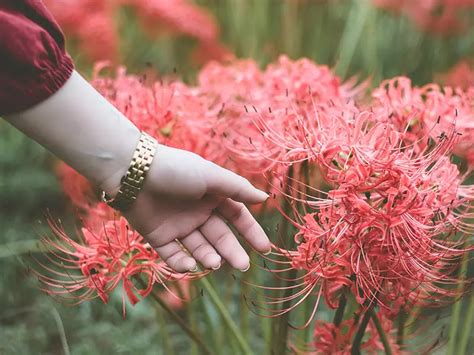 彼岸花花語日本|彼岸花花語全解析！彼岸花不同地區、不同顏色意思大。